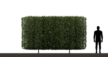Hedge 01