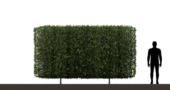 Hedge 01