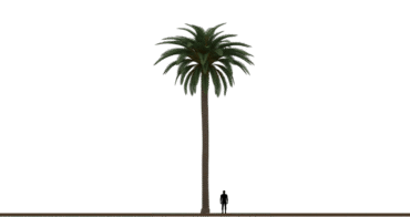 Palm tree 01