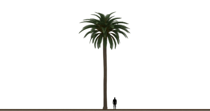 Palm tree 01