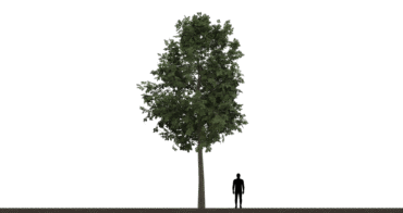 Tree 01A