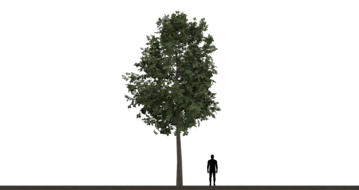 Tree 01A
