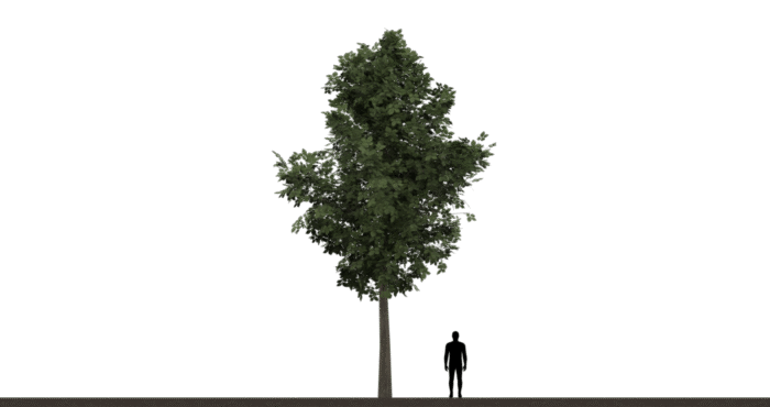 Tree 01B