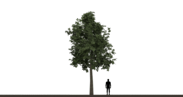 Tree 01C