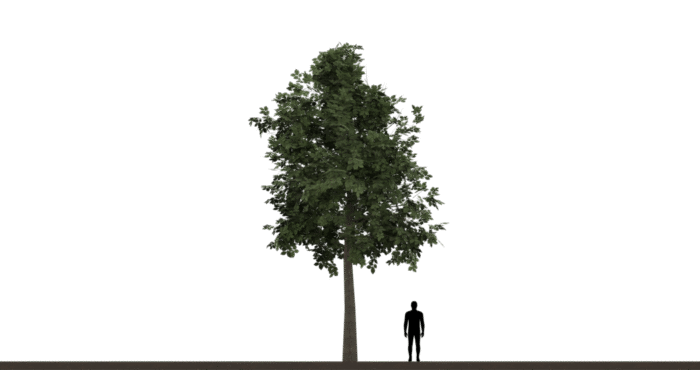 Tree 01C