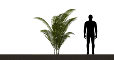Tropical plant 01