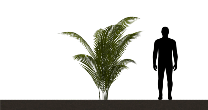 Tropical plant 01